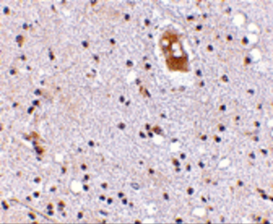 EVER2 Antibody - BSA Free