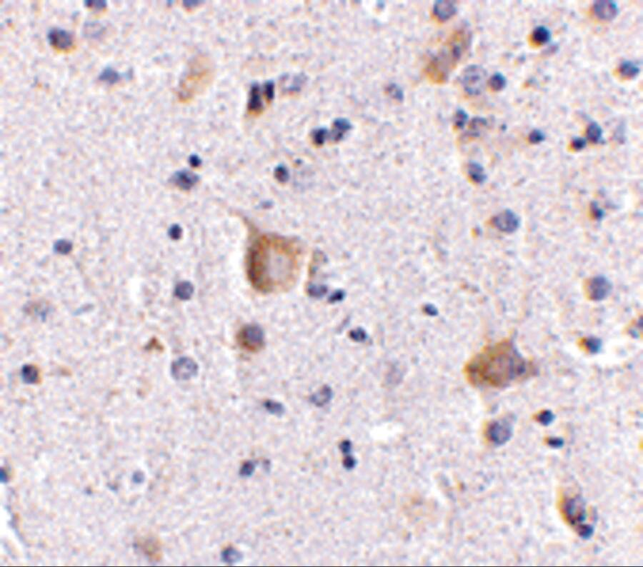 RIMS2 Antibody - BSA Free