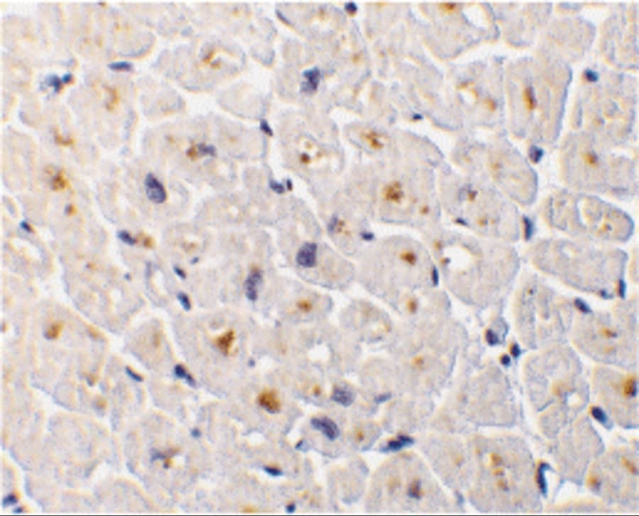 DcR3/TNFRSF6B Antibody - BSA Free