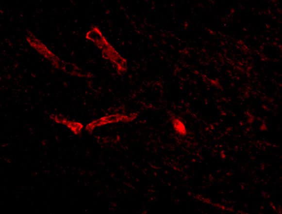 Syntaphilin Antibody - BSA Free