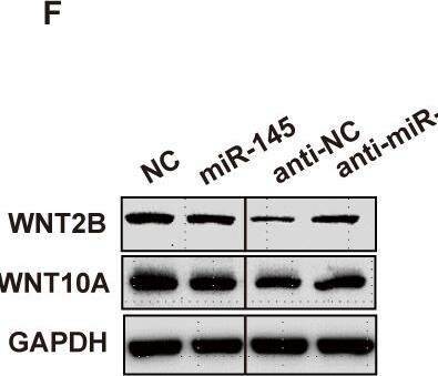Wnt-10a Antibody - BSA Free