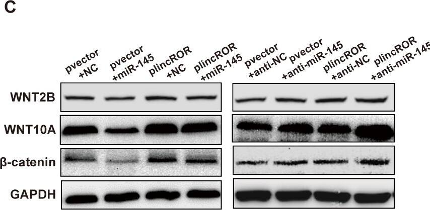 Wnt-10a Antibody - BSA Free