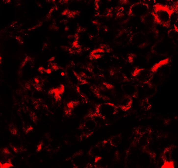 Nanos2 Antibody - BSA Free