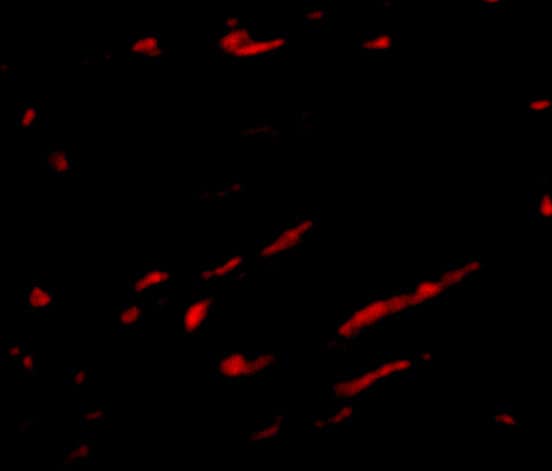 SLC22A17 Antibody - BSA Free