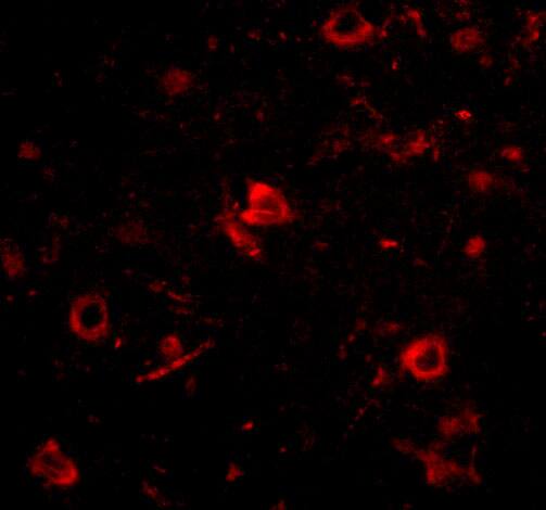Nanos3 Antibody - BSA Free