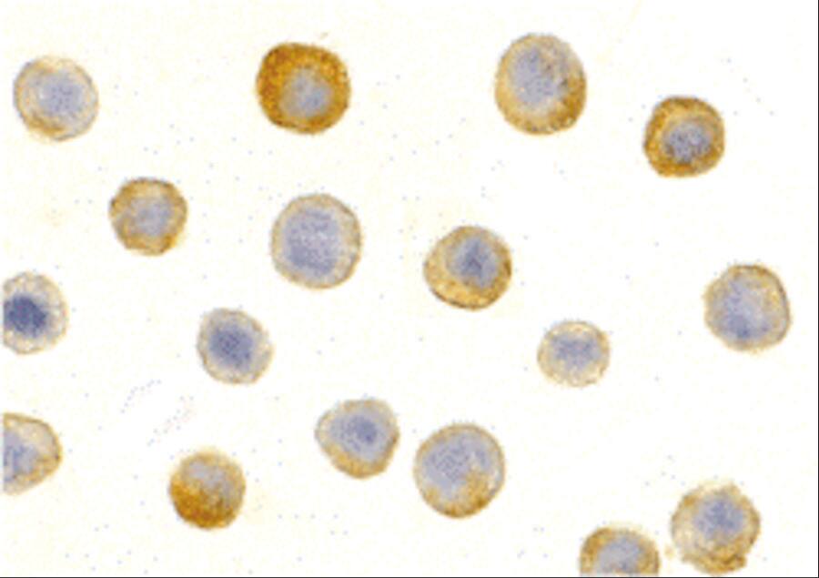 IL-1 RAcP/IL-1 R3 Antibody - BSA Free