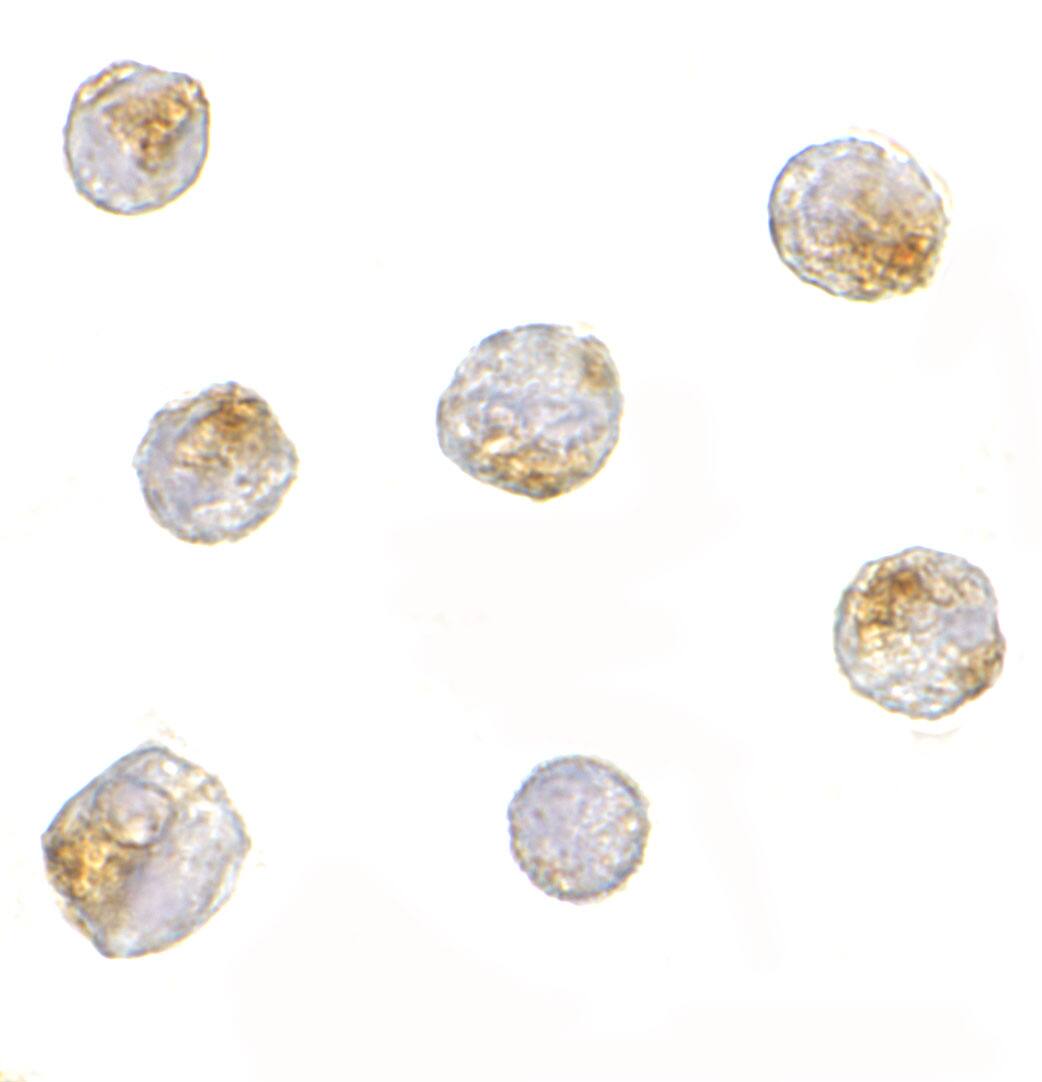 Nucleoporin 107 Antibody - BSA Free