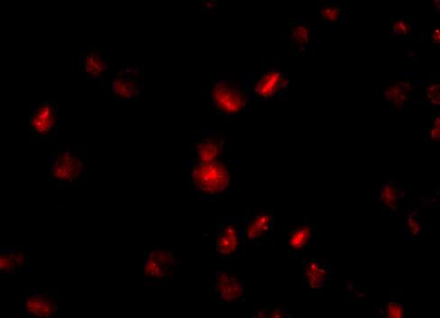 Nucleoporin 107 Antibody - BSA Free