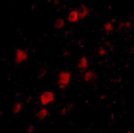 POLR3F Antibody - BSA Free