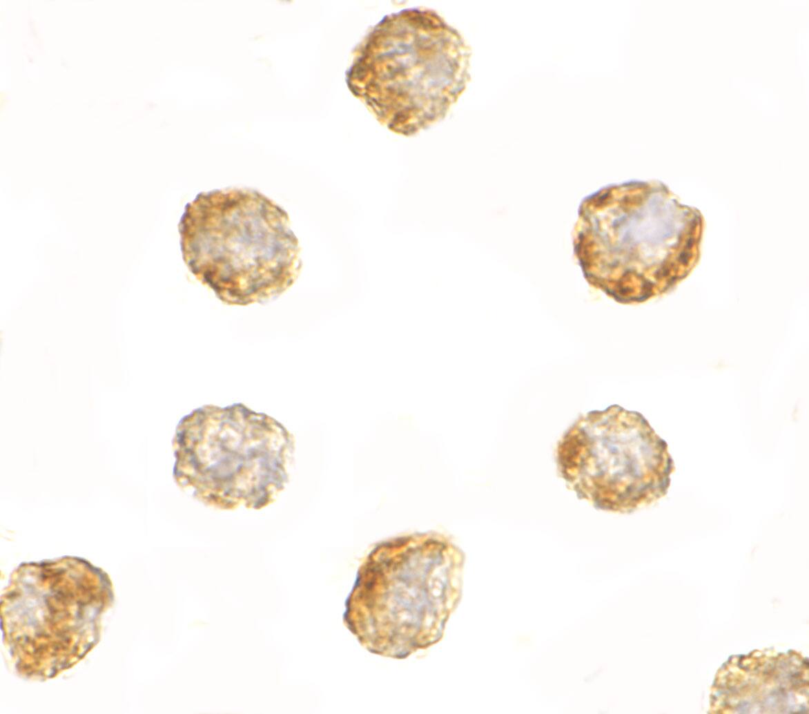 DNAL1 Antibody - BSA Free