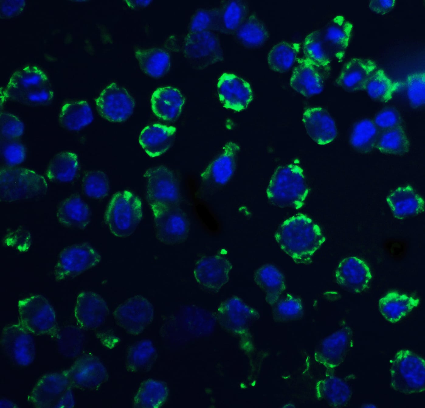 DNAL1 Antibody - BSA Free