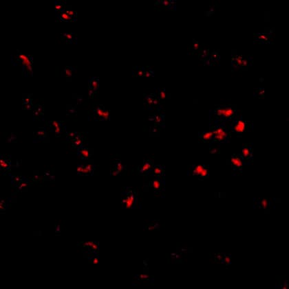 PARL Antibody - BSA Free