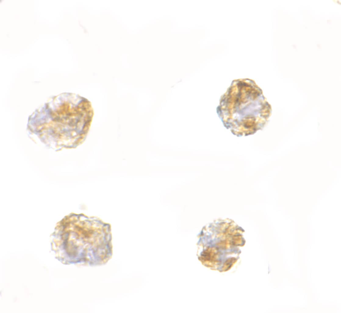 PARL Antibody - BSA Free