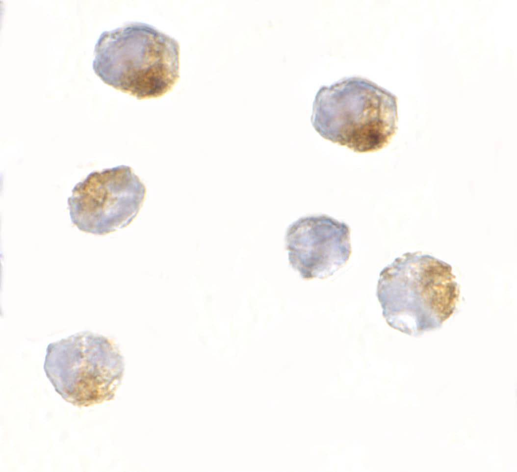 OVGP1 Antibody - BSA Free