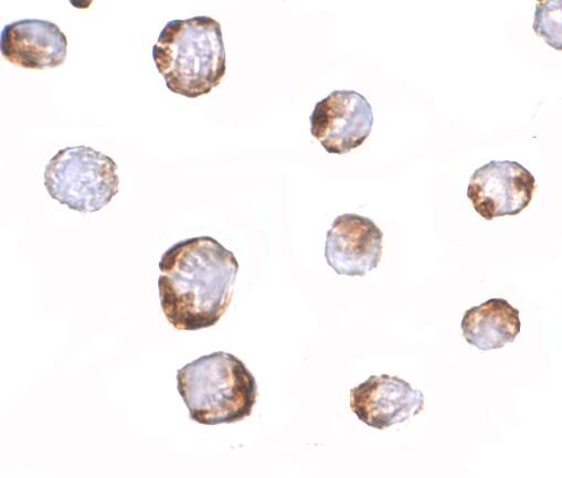 HINT1 Antibody - BSA Free