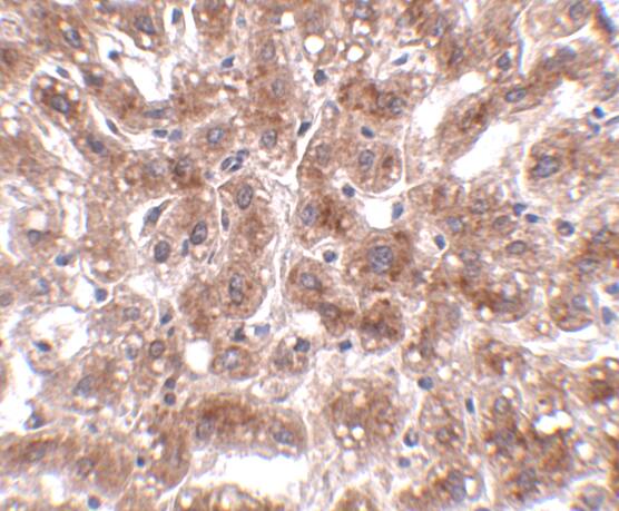 CUEDC1 Antibody - BSA Free