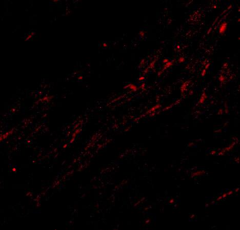 CIDEA Antibody - BSA Free