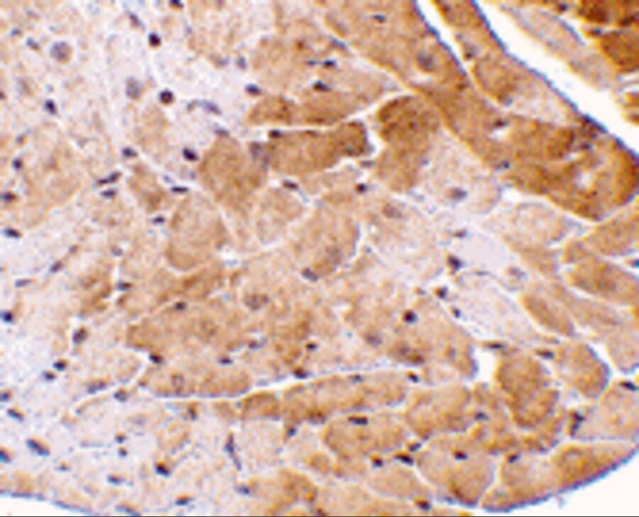 CIDEA Antibody - BSA Free