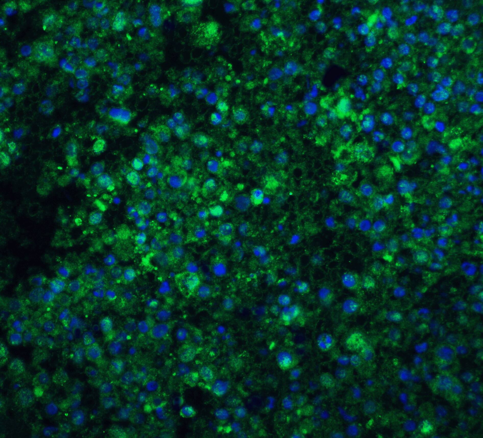 CIDEA Antibody - BSA Free