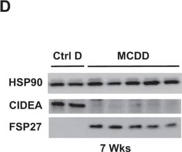 CIDEA Antibody - BSA Free
