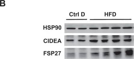 CIDEA Antibody - BSA Free