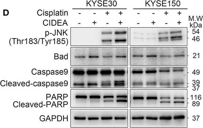 CIDEA Antibody - BSA Free