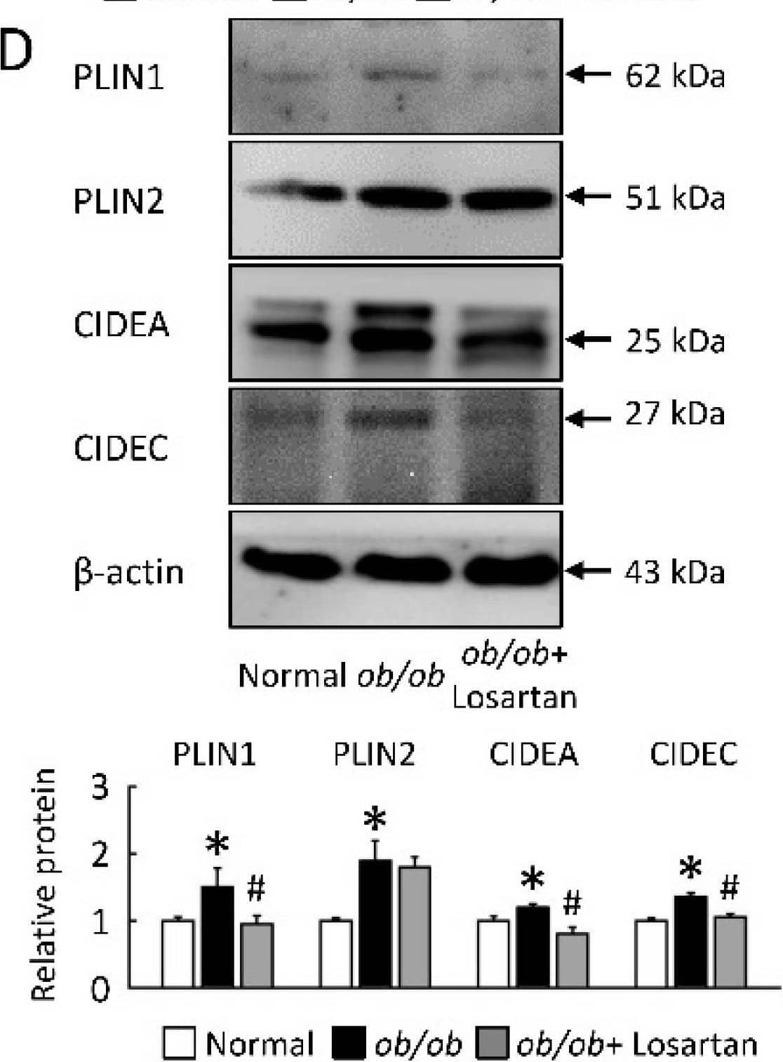 CIDEA Antibody - BSA Free