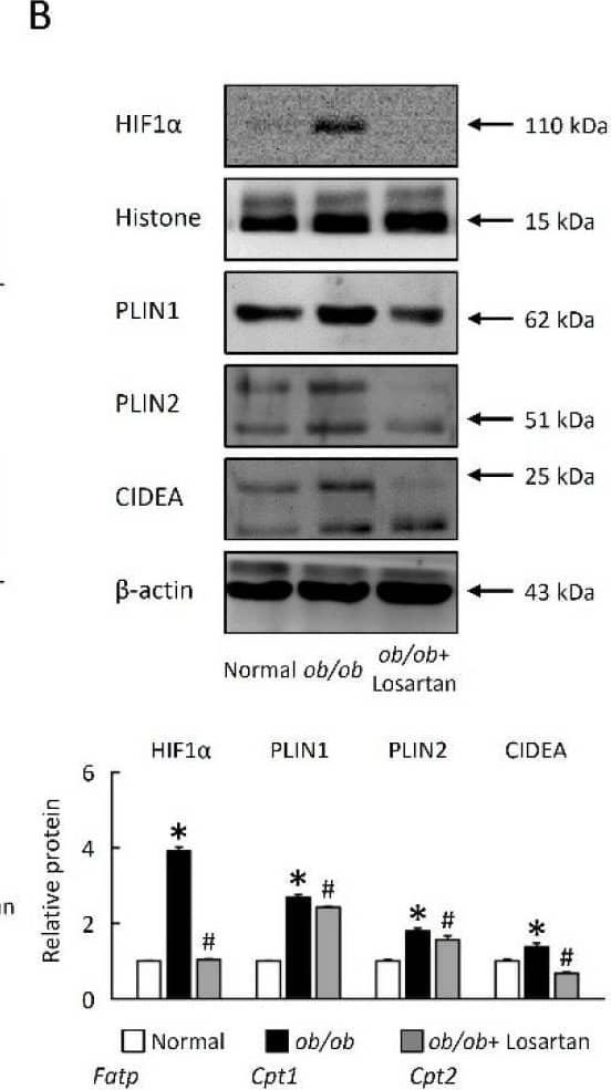 CIDEA Antibody - BSA Free