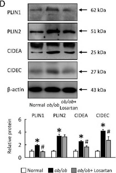 CIDEA Antibody - BSA Free