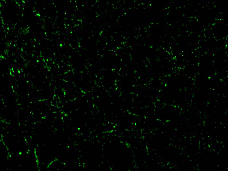 CIDEA Antibody - BSA Free