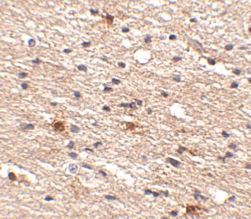 AIPL1 Antibody - BSA Free