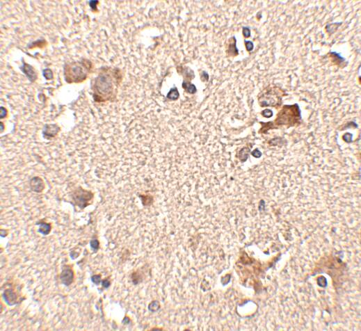 AIPL1 Antibody - BSA Free