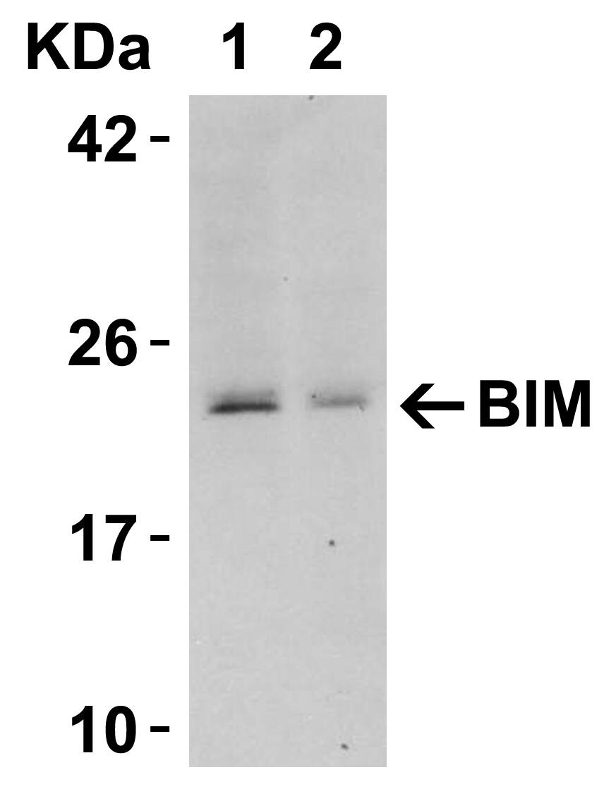 Bim Antibody - BSA Free