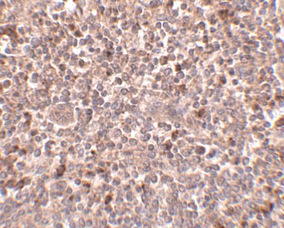 PIGY Antibody - BSA Free
