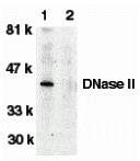 DNase II Antibody - BSA Free