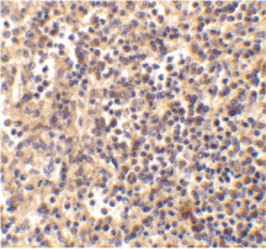 DNase II Antibody - BSA Free