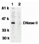 DNase II Antibody Blocking Peptide