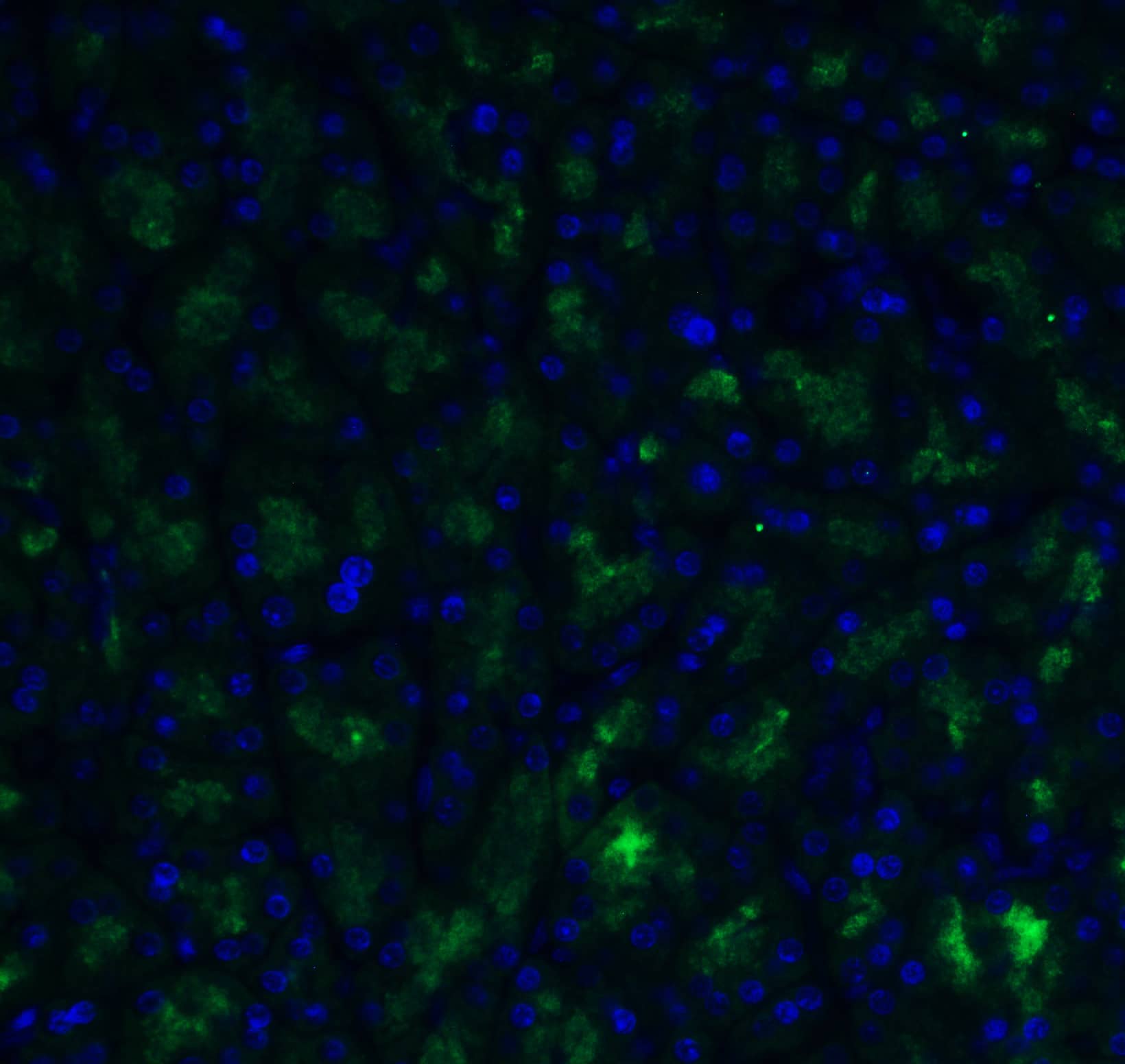 ADAM10 Antibody - BSA Free