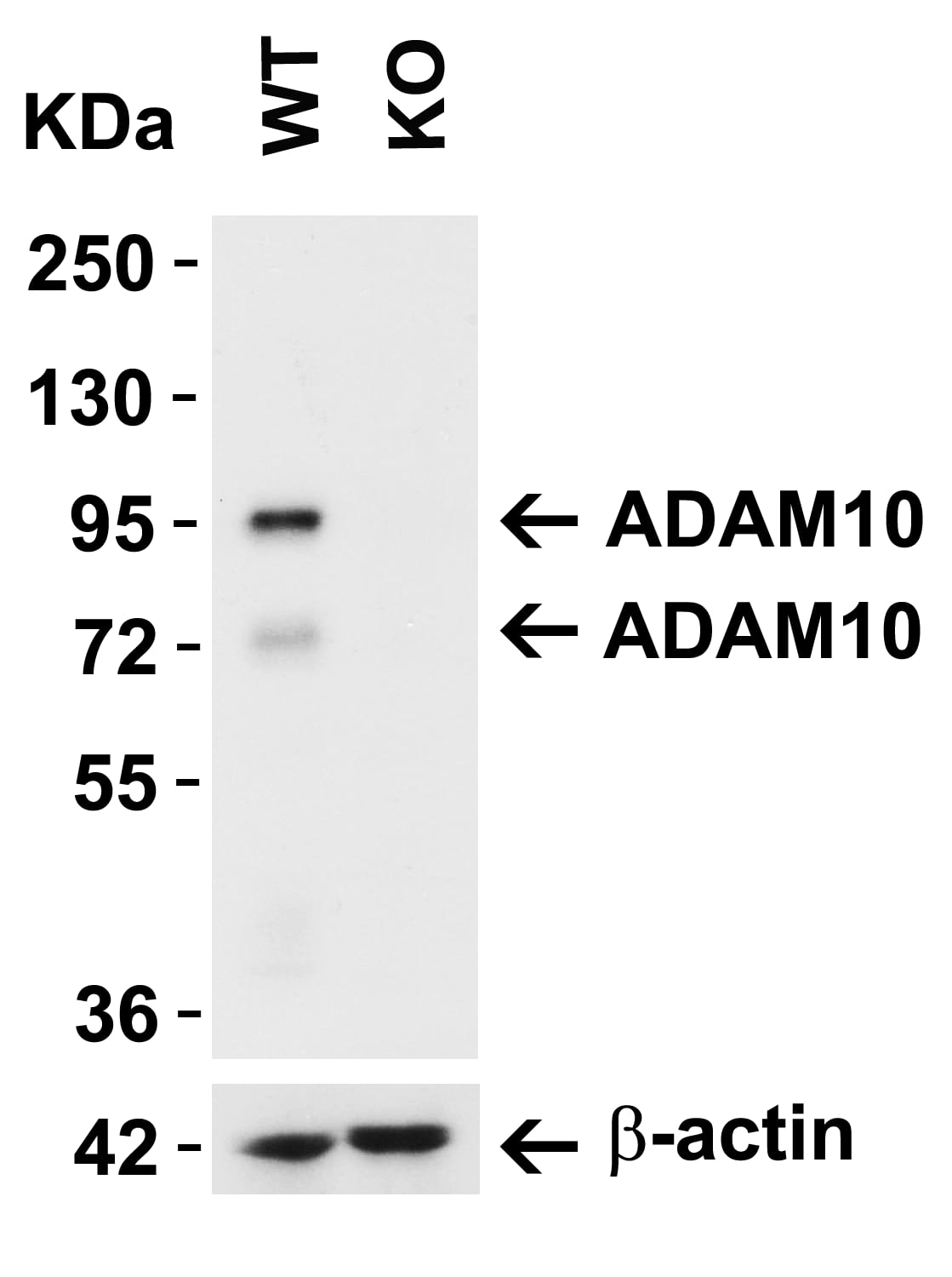 ADAM10 Antibody - BSA Free