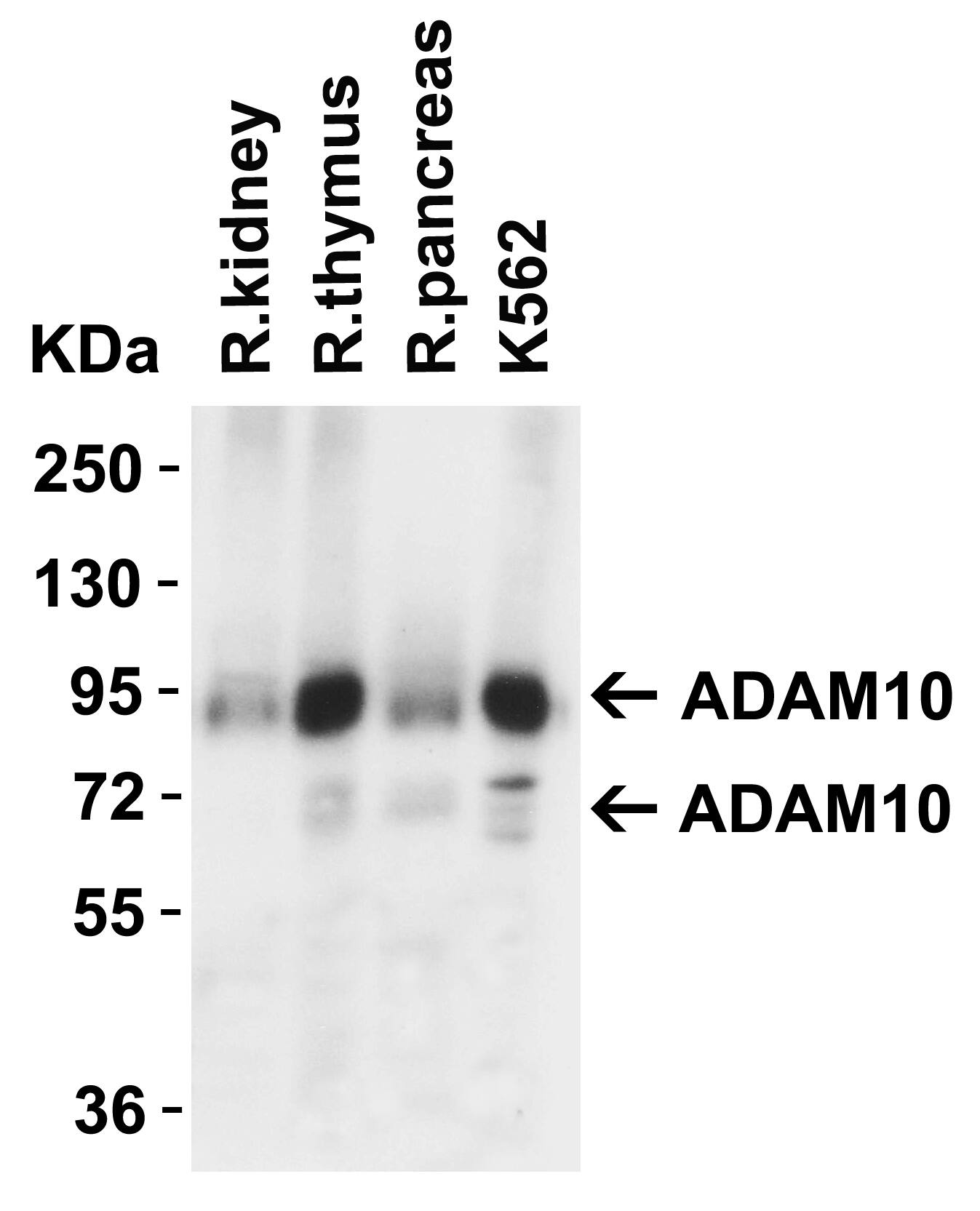 ADAM10 Antibody - BSA Free