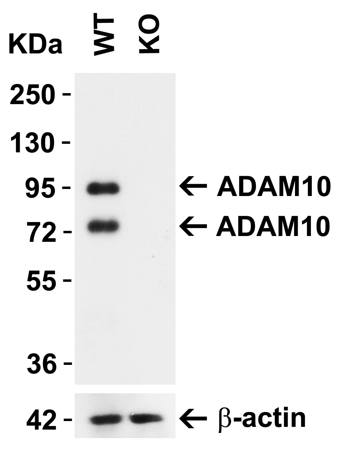 ADAM10 Antibody - BSA Free