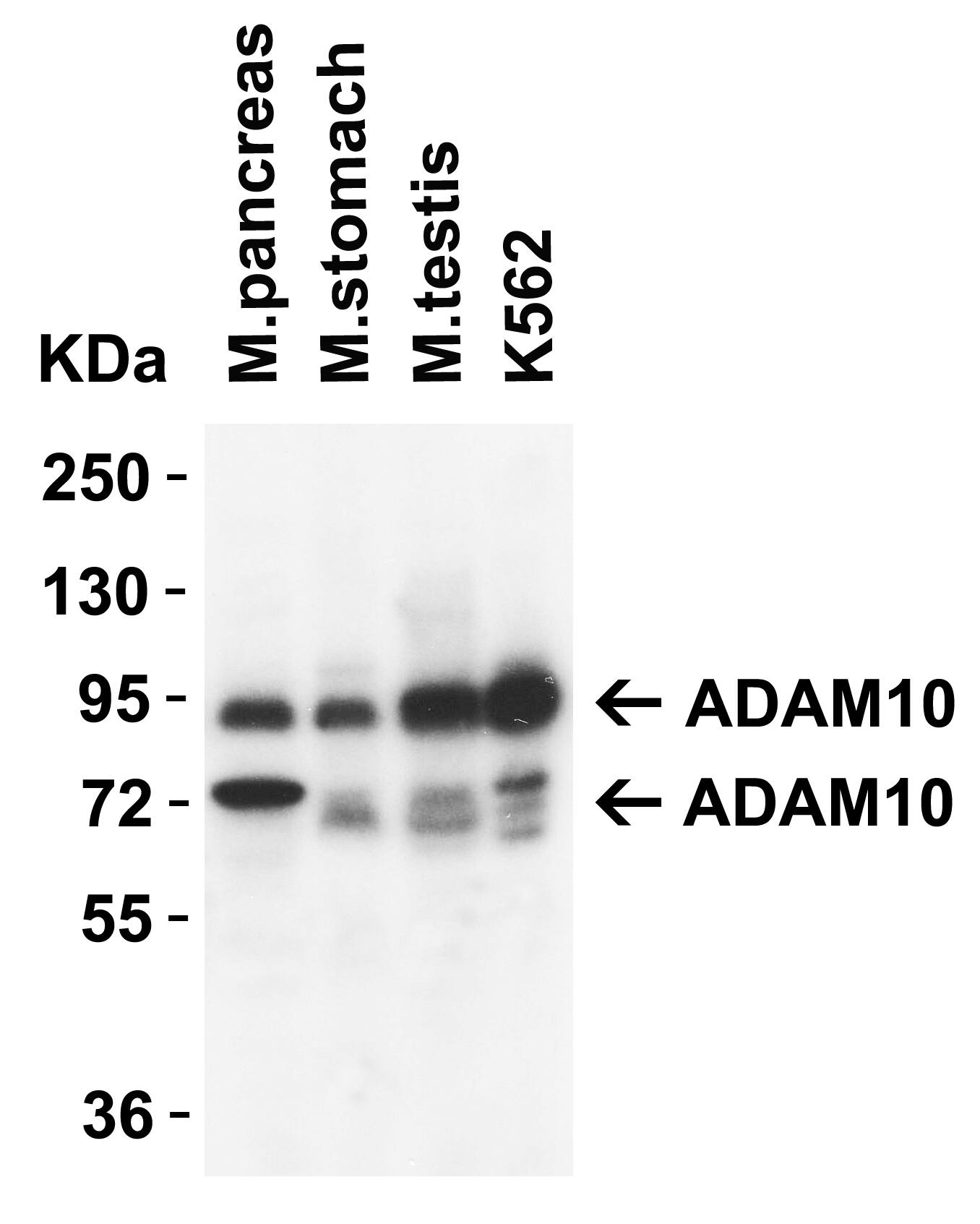 ADAM10 Antibody - BSA Free