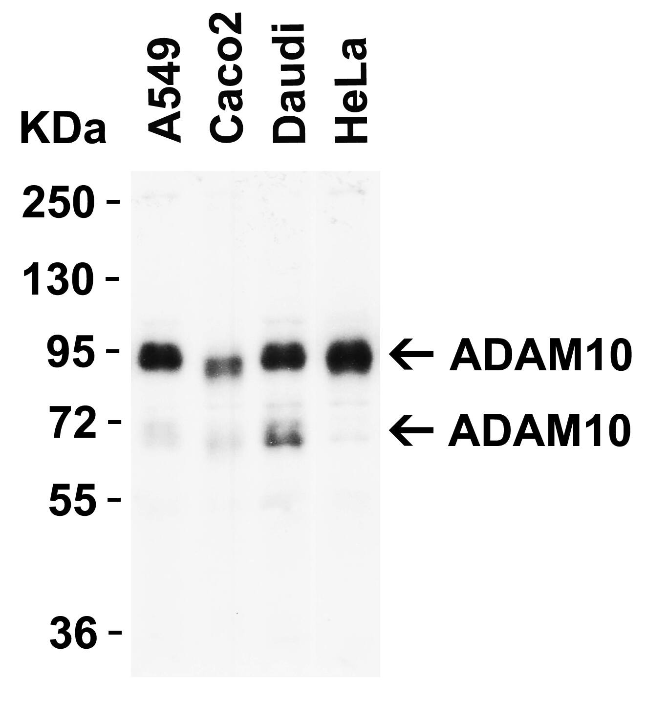 ADAM10 Antibody - BSA Free