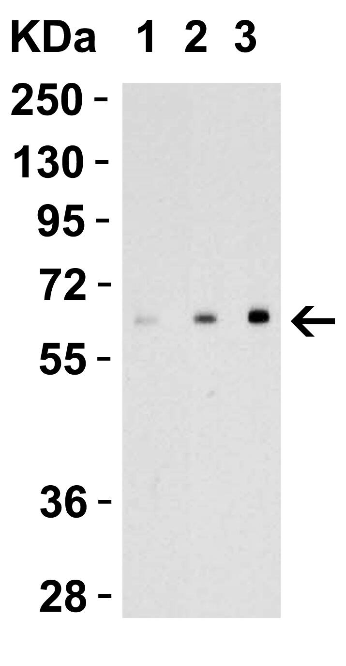 EBI3 Antibody - BSA Free