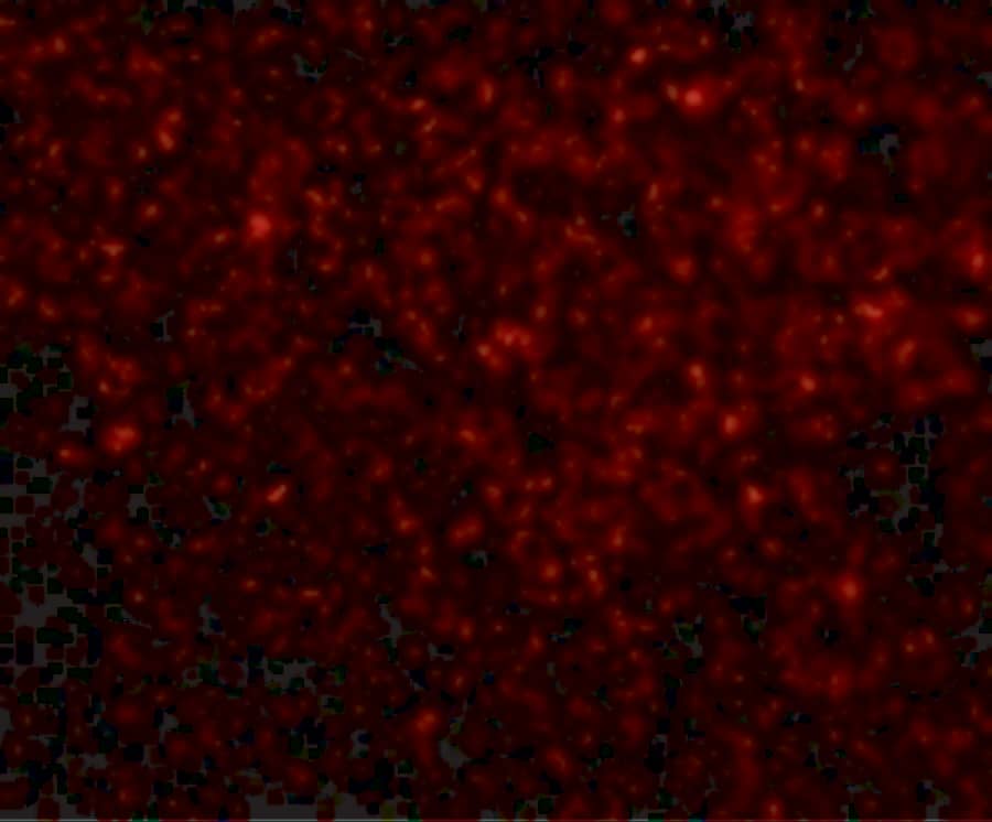 TREX1 Antibody - BSA Free