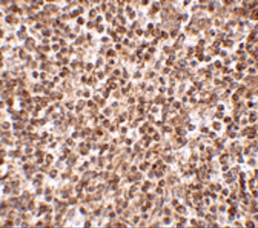TREX1 Antibody - BSA Free