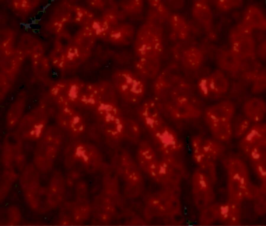 TREX2 Antibody - BSA Free