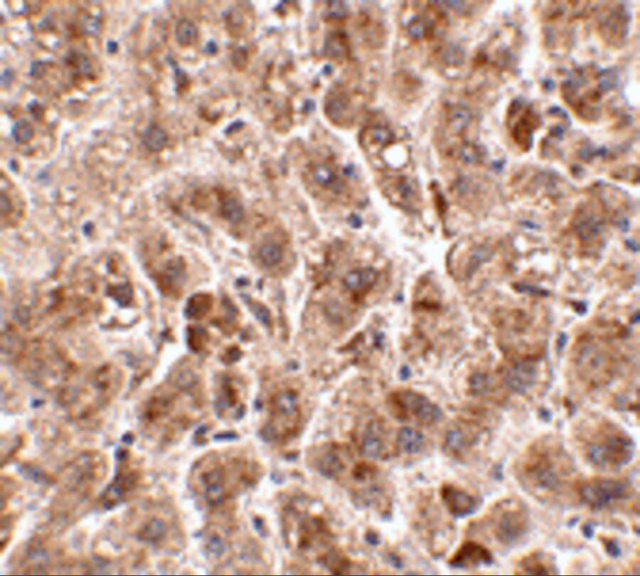 TREX2 Antibody - BSA Free