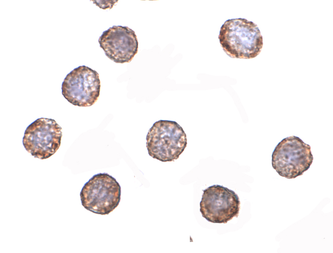 RNASEH2A Antibody - BSA Free
