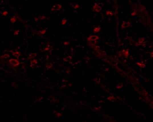 CRMP1 Antibody - BSA Free